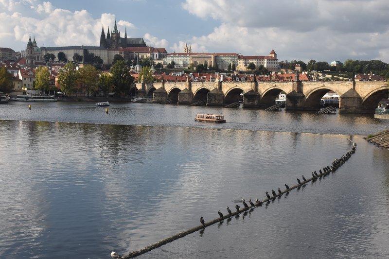 Great Cormorants on Vltava river in Praha. Czechia